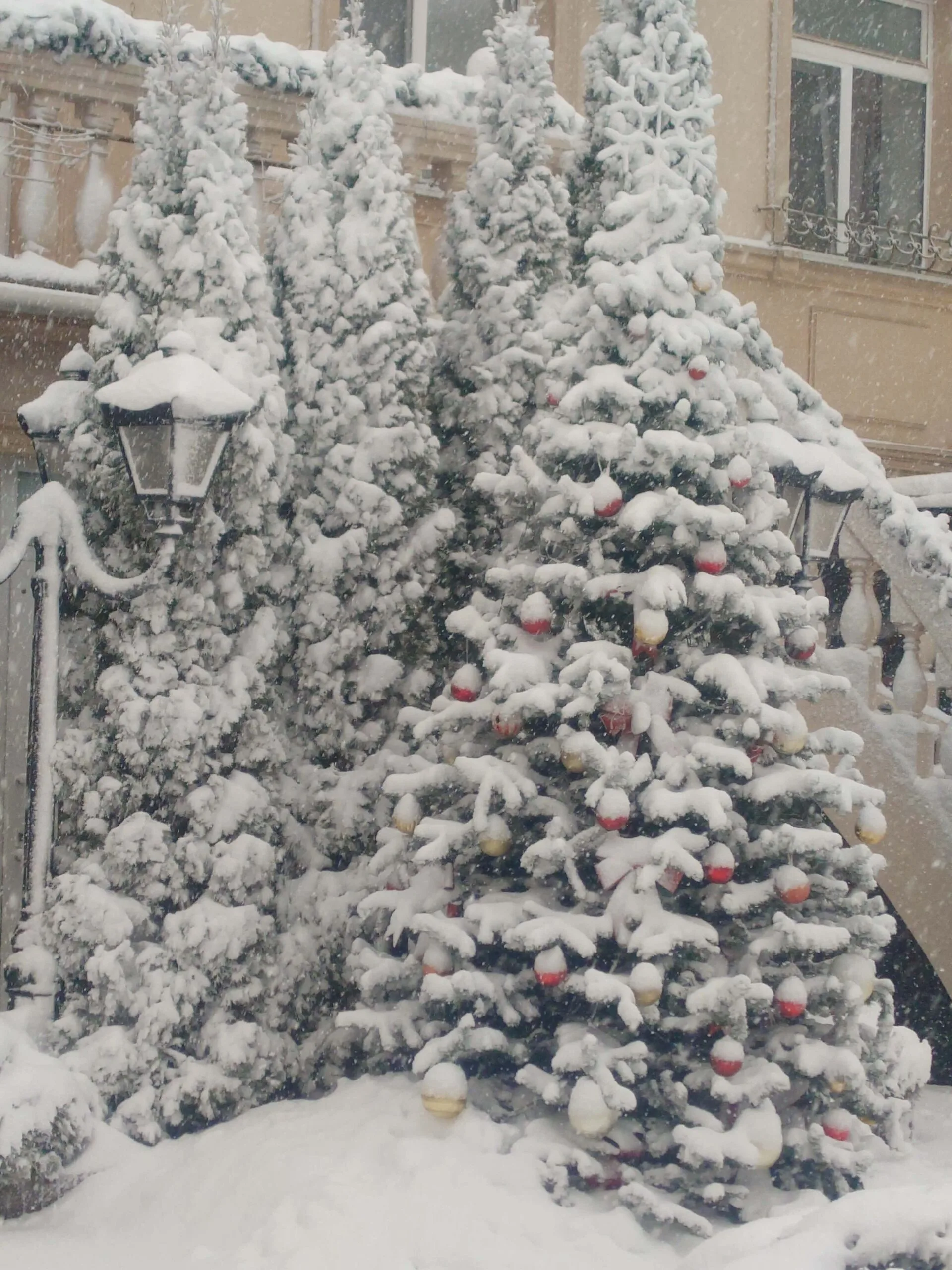 Заснеженные ели в Калининграде